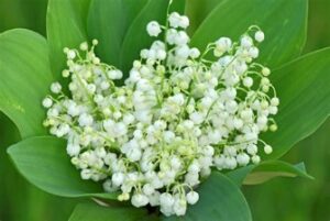 Lire la suite à propos de l’article Orgeval, avec ce Muguet de mai, OCR vous souhaite bonheur, joie et renouveau